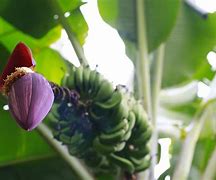 Jantung Pisang Untuk Ibu Hamil Muda