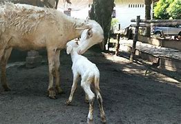 Kambing Melahirkan Kembar Belajar Bermain Dengan Anak Kecil